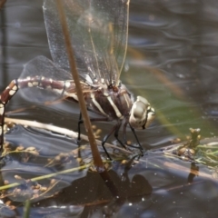 Adversaeschna brevistyla (Blue-spotted Hawker) at Michelago, NSW - 26 Dec 2010 by Illilanga