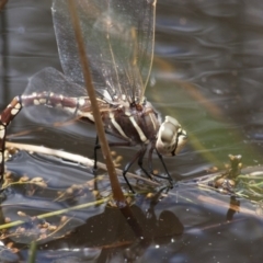 Adversaeschna brevistyla (Blue-spotted Hawker) at Illilanga & Baroona - 26 Dec 2010 by Illilanga