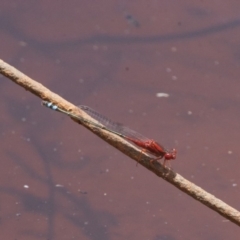 Xanthagrion erythroneurum (Red & Blue Damsel) at Illilanga & Baroona - 26 Dec 2010 by Illilanga