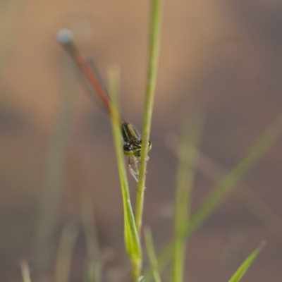 Ischnura aurora (Aurora Bluetail) at Michelago, NSW - 28 Nov 2011 by Illilanga