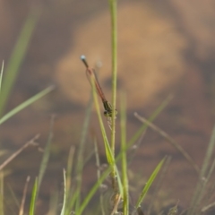 Ischnura aurora at Michelago, NSW - 28 Nov 2011 04:42 PM