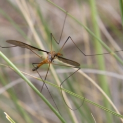 Leptotarsus (Leptotarsus) sp.(genus) (A Crane Fly) at Illilanga & Baroona - 26 Oct 2014 by Illilanga