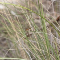 Leptotarsus (Leptotarsus) sp.(genus) at Michelago, NSW - 26 Oct 2014 03:03 PM