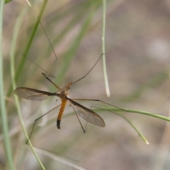 Leptotarsus (Leptotarsus) sp.(genus) at Michelago, NSW - 26 Oct 2014 03:03 PM