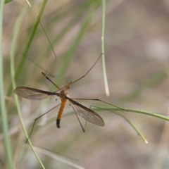Leptotarsus (Leptotarsus) sp.(genus) at Michelago, NSW - 26 Oct 2014
