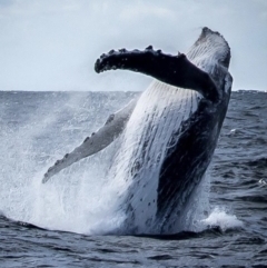 Megaptera novaeangliae (Humpback Whale) at Yambulla State Forest - 26 Sep 2017 by DaveyRogers