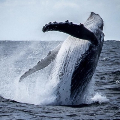 Megaptera novaeangliae (Humpback Whale) at Yambulla State Forest - 26 Sep 2017 by DaveyRogers