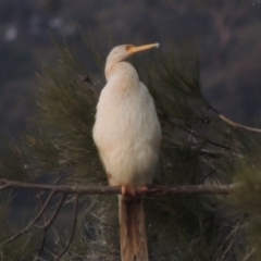 Anhinga novaehollandiae (Australasian Darter) at Pine Island to Point Hut - 3 Oct 2017 by michaelb