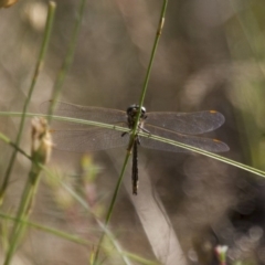 SYNTHEMISTIDAE (family) (Tigertail) at Illilanga & Baroona - 7 Dec 2014 by Illilanga