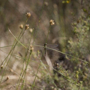 SYNTHEMISTIDAE (family) at Michelago, NSW - 7 Dec 2014 04:56 PM