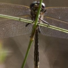 SYNTHEMISTIDAE (family) at Michelago, NSW - 7 Dec 2014 04:56 PM