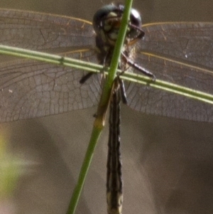 SYNTHEMISTIDAE (family) at Michelago, NSW - 7 Dec 2014