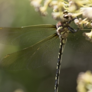 SYNTHEMISTIDAE (family) at Michelago, NSW - 9 Feb 2016 10:33 AM