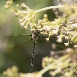 SYNTHEMISTIDAE (family) at Michelago, NSW - 9 Feb 2016 10:33 AM