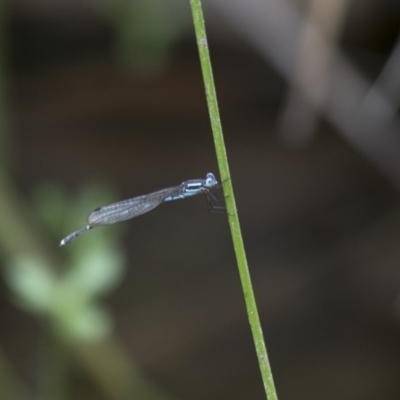 Austrolestes leda (Wandering Ringtail) at Michelago, NSW - 5 Feb 2017 by Illilanga