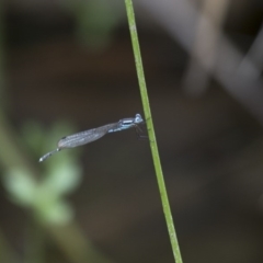 Austrolestes leda (Wandering Ringtail) at Michelago, NSW - 4 Feb 2017 by Illilanga