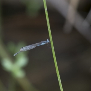 Austrolestes leda at Michelago, NSW - 5 Feb 2017