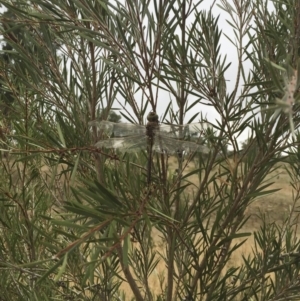 Anax papuensis at Michelago, NSW - 8 Feb 2017