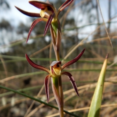 Lyperanthus suaveolens (Brown Beaks) at Aranda, ACT - 4 Oct 2017 by CathB