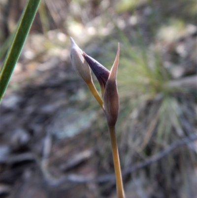 Lyperanthus suaveolens (Brown Beaks) at Aranda, ACT - 2 Oct 2017 by CathB