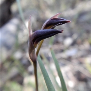 Lyperanthus suaveolens at Point 4081 - suppressed