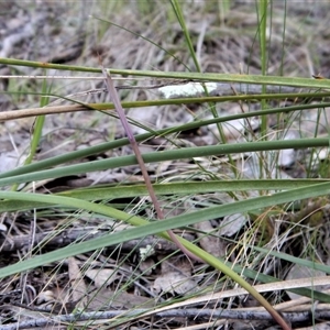 Lyperanthus suaveolens at Point 4081 - 4 Oct 2017