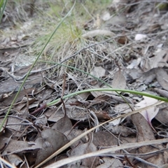 Lyperanthus suaveolens at Point 4081 - 4 Oct 2017