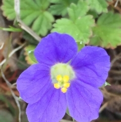 Erodium crinitum (Native Crowfoot) at Wandiyali-Environa Conservation Area - 5 Oct 2017 by Wandiyali