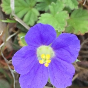 Erodium crinitum at Googong, NSW - 5 Oct 2017