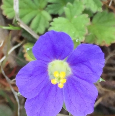 Erodium crinitum (Native Crowfoot) at Googong, NSW - 5 Oct 2017 by Wandiyali