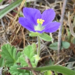 Erodium crinitum at Googong, NSW - 5 Oct 2017