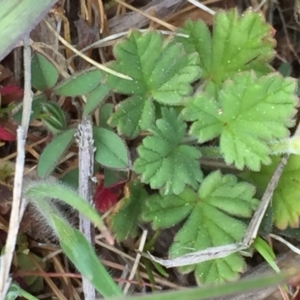 Erodium crinitum at Googong, NSW - 5 Oct 2017