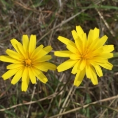 Microseris walteri (Yam Daisy, Murnong) at Wandiyali-Environa Conservation Area - 5 Oct 2017 by Wandiyali