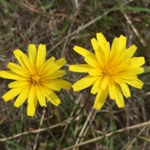 Microseris walteri at Jerrabomberra, NSW - 5 Oct 2017