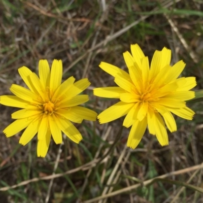 Microseris walteri (Yam Daisy, Murnong) at Jerrabomberra, NSW - 5 Oct 2017 by Wandiyali