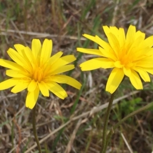 Microseris walteri at Jerrabomberra, NSW - 5 Oct 2017