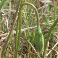 Microseris walteri at Jerrabomberra, NSW - 5 Oct 2017