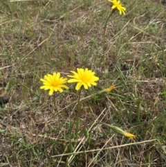 Microseris walteri at Jerrabomberra, NSW - 5 Oct 2017