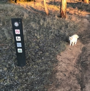 Felis catus at Watson, ACT - 5 Oct 2017 12:27 PM