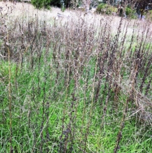 Lactuca serriola f. serriola at Hughes, ACT - 5 Apr 2017 10:36 AM