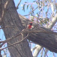 Petroica goodenovii (Red-capped Robin) at Belconnen, ACT - 4 Oct 2017 by MatthewFrawley