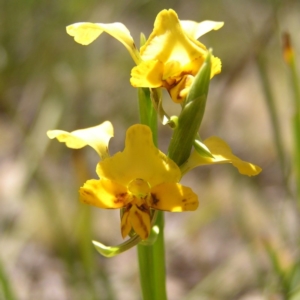 Diuris nigromontana at Belconnen, ACT - suppressed