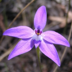 Glossodia major (Wax Lip Orchid) at Aranda, ACT - 4 Oct 2017 by MatthewFrawley