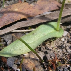 Glossodia major at Undefined Area - suppressed