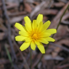 Microseris walteri (Yam Daisy, Murnong) at Canberra Central, ACT - 4 Oct 2017 by MatthewFrawley