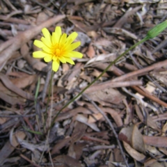 Microseris walteri at Canberra Central, ACT - 4 Oct 2017