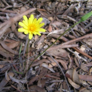 Microseris walteri at Canberra Central, ACT - 4 Oct 2017 12:52 PM