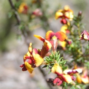 Dillwynia sericea at Aranda, ACT - 4 Oct 2017