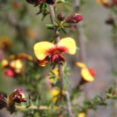 Dillwynia sericea at Aranda, ACT - 4 Oct 2017 01:22 PM