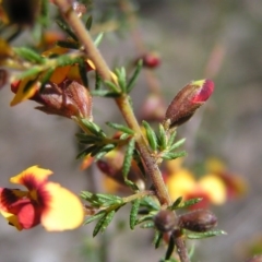 Dillwynia sericea at Aranda, ACT - 4 Oct 2017